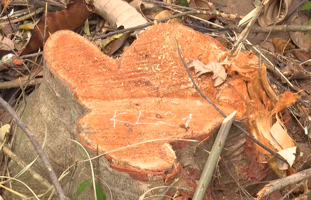 Những cây rừng đường kính hàng chục cm bị bắt hạ bên đường tuần tra biên giới