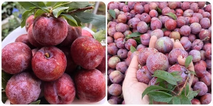 Mận là loại quả được yêu thích trong mùa hè