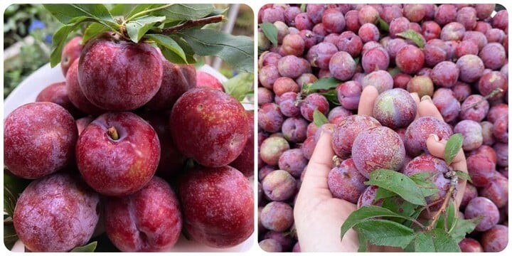 Mận là loại quả được yêu thích trong mùa hè Mận là loại quả được yêu thích trong mùa hè