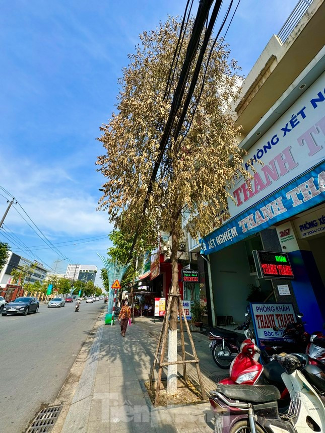 Cây sao đen trước số nhà 267 Hùng Vương rụng lá, héo rũ, bắt đầu rụng lá. Cây sao đen trước số nhà 267 Hùng Vương rụng lá, héo rũ, bắt đầu rụng lá.