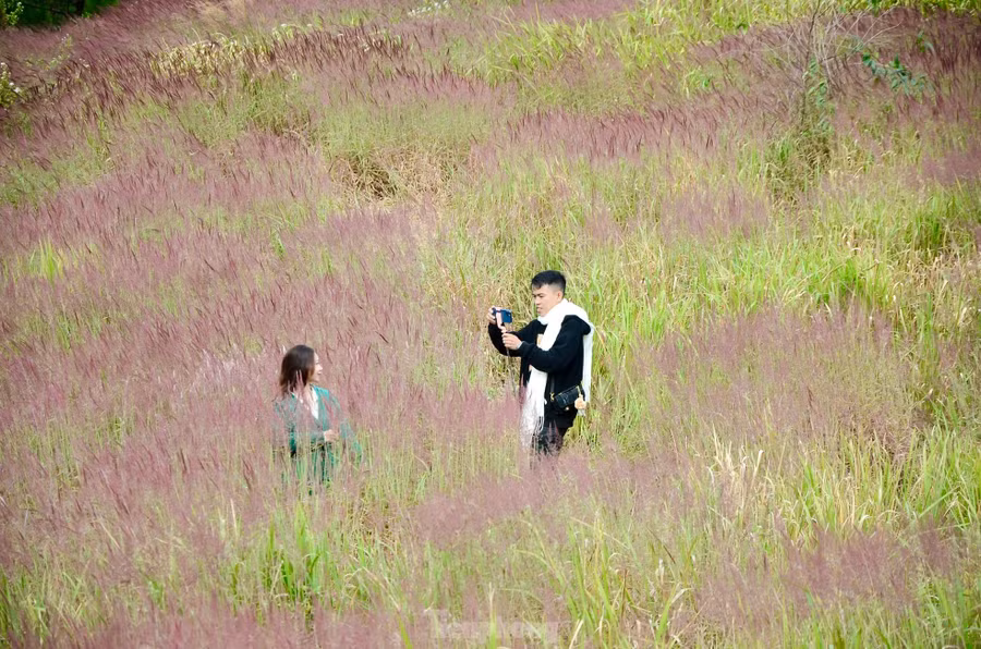 Cỏ lau hồng được ví như "cỏ của tình yêu" mang đến cảm giác nhẹ nhàng, yên bình giữa khung cảnh thơ mộng của Đà Lạt.