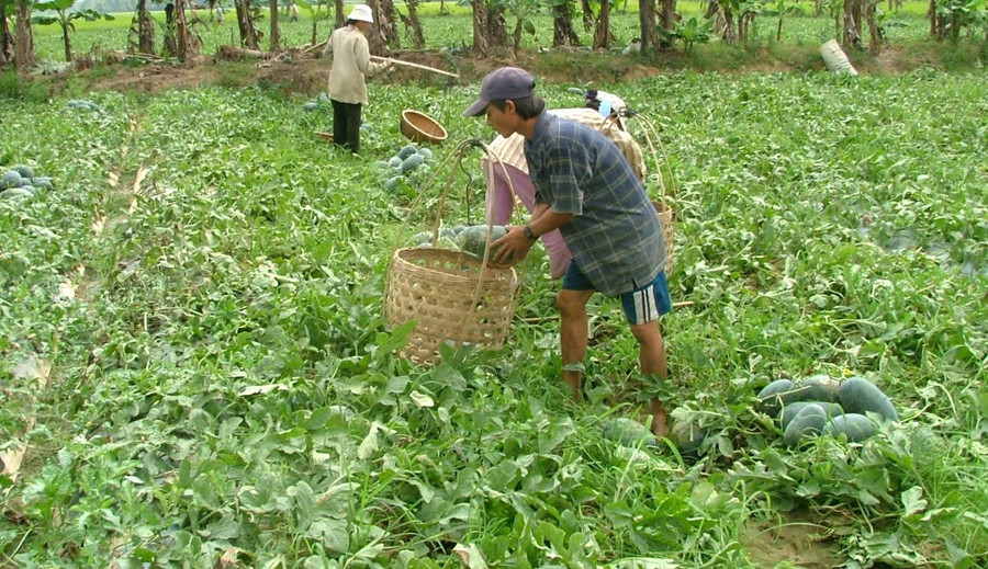 Nhiều hộ dân ở xã Tây Sơn thu hoạch dưa và bàn giao đất để xây dựng KCN Bình Nghi. Ảnh: T.S