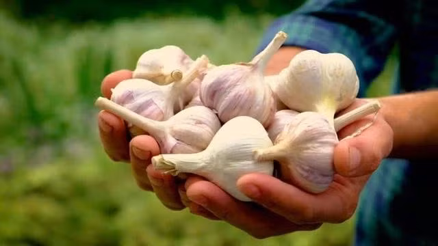 Ăn tỏi mang lại nhiều lợi ích cho sức khỏe