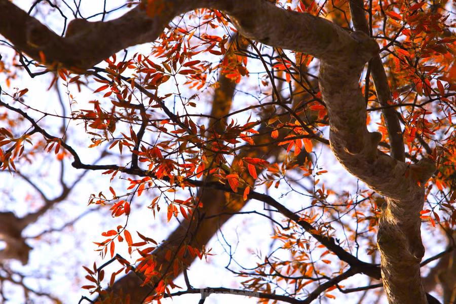 Nhiều cây sau khi rụng trơ trọi đã bắt đầu mọc lên những lá xanh non mơn mởn.