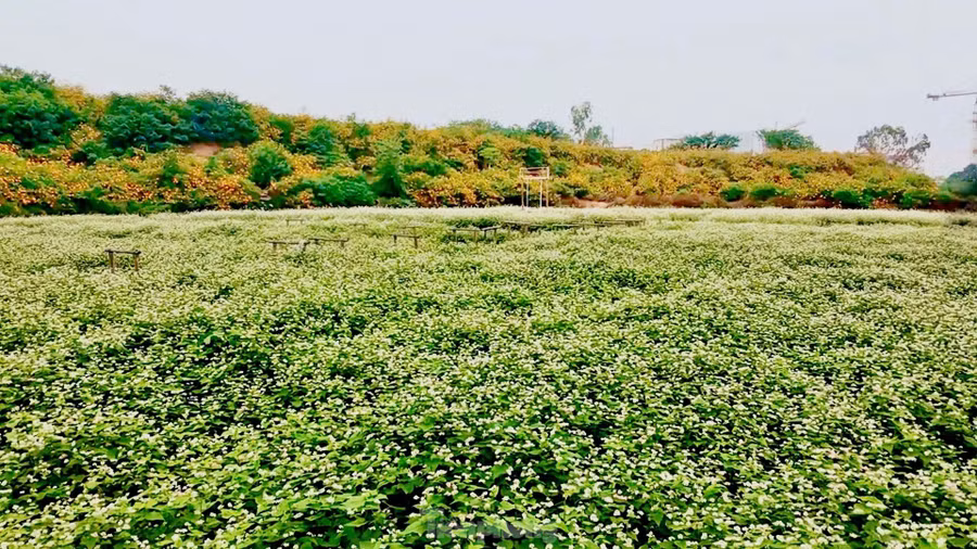 Đặc biệt, khu vườn còn có diện tích lớn trồng hoa tam giác mạch, từng nụ hoa nhỏ li ti trải dài đến ngút ngàn tầm mắt.