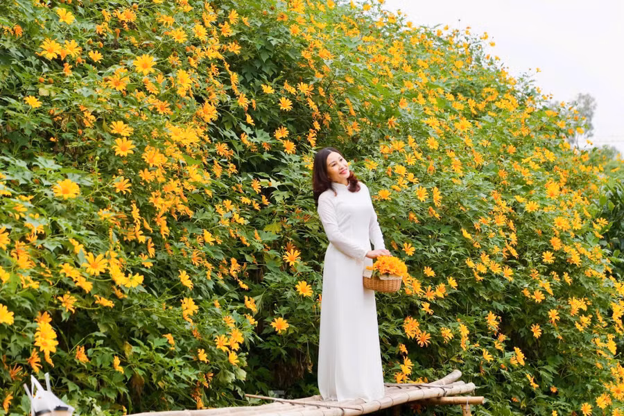 Hoa dã quỳ nở từ đầu tháng 11 và kéo dài đến cuối tháng 12. Thời điểm hoa nở đẹp nhất là cuối tháng 11 đến giữa tháng 12.