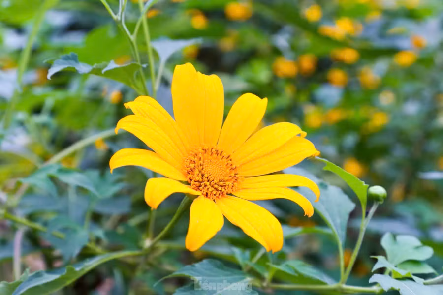 Nằm trong ngõ nhỏ ở trung tâm thành phố Hà Nội, vườn hoa tam giác mạch, dã quỳ vàng tại phường Xuân Đỉnh (quận Bắc Từ Liêm, thành phố Hà Nội) đang vào độ nở rộ, thu hút nhiều du khách đến chụp hình, tham quan, thưởng lãm.