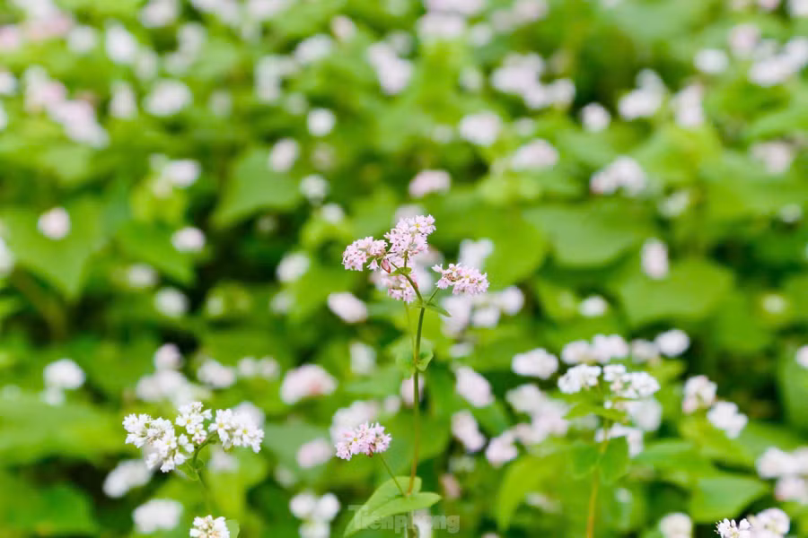 Hoa tam giác mạch nở rộ nhất từ tháng 11 đến cuối tháng 12, khi mới nở hoa mang màu trắng tinh khôi rồi chuyển sang hồng nhạt, hồng ánh tím và cuối cùng màu đỏ sẫm. Cũng như vùng Tây Bắc, hoa tam giác mạch trồng ở Hà Nội chỉ có vào mùa đông và chớm xuân.