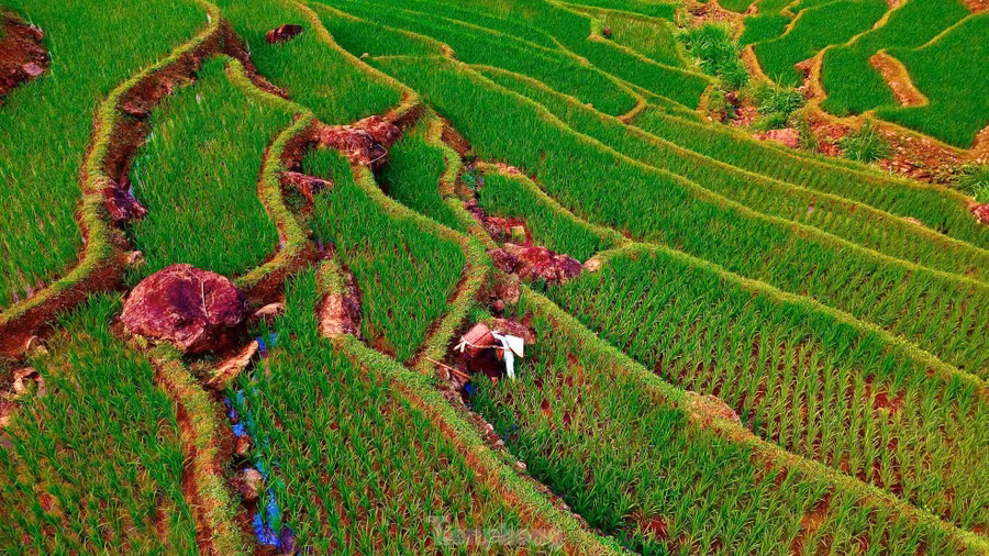 Người dân bản địa chăm sóc lúa giữa khung cảnh núi rừng trùng điệp, hình ảnh mộc mạc, gần gũi của cuộc sống miền sơn cước.