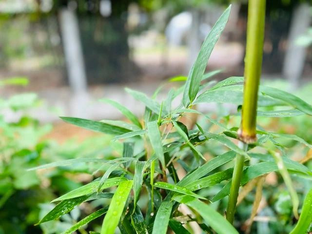 Người có sốt nhẹ, cần hạ nhiệt bằng cách thêm lá tre, lá cúc tần trong nước xông Người có sốt nhẹ, cần hạ nhiệt bằng cách thêm lá tre, lá cúc tần trong nước xông