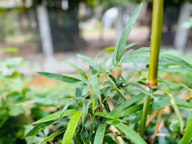 Người có sốt nhẹ, cần hạ nhiệt bằng cách thêm lá tre, lá cúc tần trong nước xông