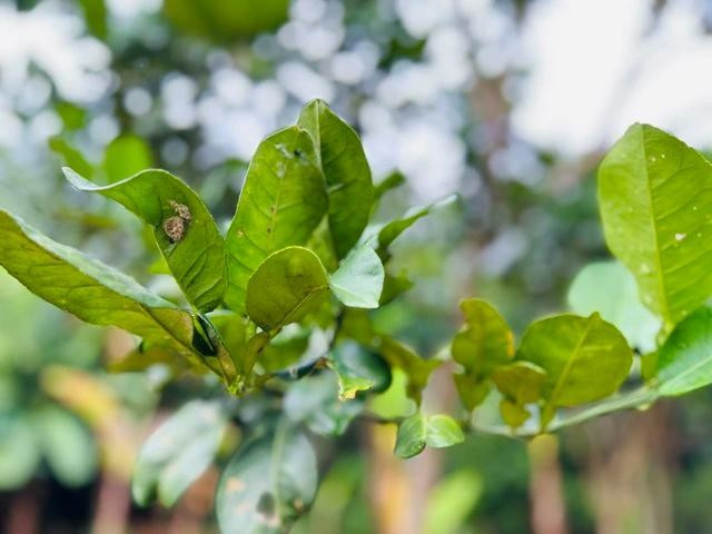 Người dân có thể sử dụng nhiều loại lá cây có tinh dầu, tính ấm, vị cay nhẹ, phổ biến ở Việt Nam như lá bưởi, chanh.... Người dân có thể sử dụng nhiều loại lá cây có tinh dầu, tính ấm, vị cay nhẹ, phổ biến ở Việt Nam như lá bưởi, chanh....