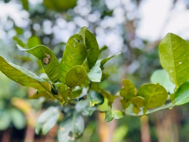 Người dân có thể sử dụng nhiều loại lá cây có tinh dầu, tính ấm, vị cay nhẹ, phổ biến ở Việt Nam như lá bưởi, chanh....