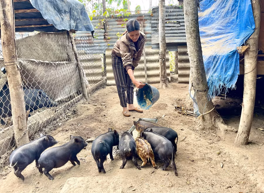 nho-duoc-ho-tro-mo-hinh-nuoi-heo-den-sinh-san-gia-dinh-chi-dinh-thi-kreh-lang-htang-thi-tran-kbang-da-vuon-len-thoat-ngheo.jpg