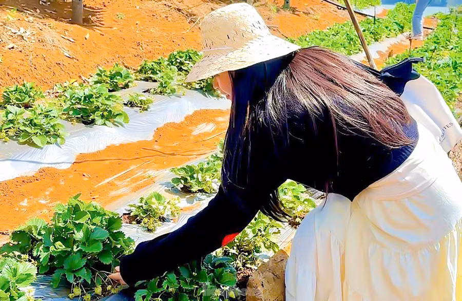 Chị Trịnh Y Hồng (26 tuổi, Quy Nhơn), vừa có chuyến dẫn tour khách du lịch đến trải nghiệm chia sẻ rất thích thú khi lần đầu tiên được trải nghiệm hái dâu, đặc biệt hơn hết là ngay tại Bình Định. "Lâu nay cũng nghĩ muốn hái dâu phải lên tận Đà Lạt, còn giờ đây được tận tay hái và thưởng thức những quả dâu tươi, ngọt ngay tại vườn ở Bình Định, một cảm giác rất là tuyệt vời", chị Hồng chia sẻ.