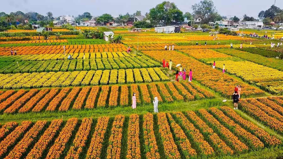 Vụ hoa tết năm nay được người dân đánh giá là được mùa do thời tiết tương đối thuận lợi.