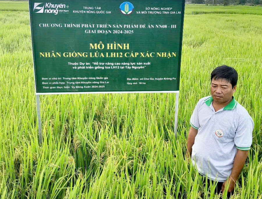 Mô hình nhân giống lúa LH12 cấp xác nhận tại xã Chư Gu thích nghi tốt với điều kiện khí hậu và cho năng suất cao. Ảnh: L.N mo-hinh-nhan-giong-lua-lh12-cap-xac-nhan-tai-canh-dong-xa-chu-gu.jpg