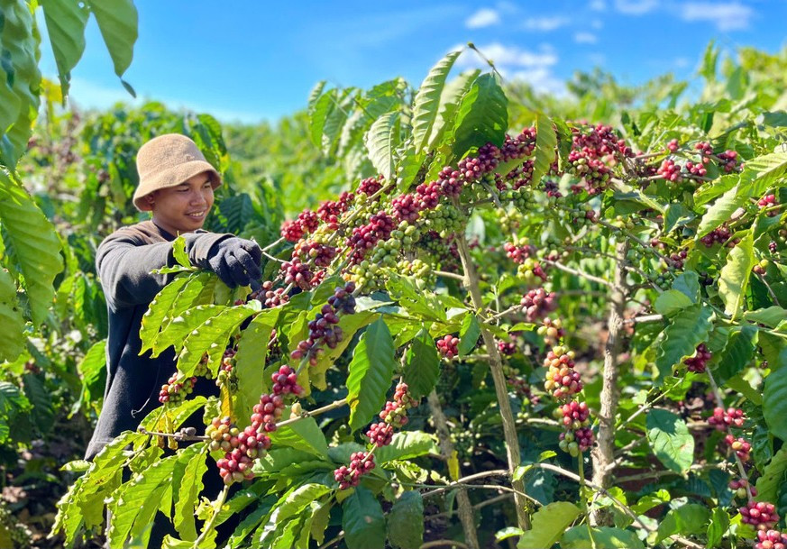 Hợp tác xã Nông nghiệp và Dịch vụ Lam Anh (huyện Đak Đoa) đang liên kết với tổ hợp tác sản xuất cà phê 4C. Ảnh: V.T hop-tac-xa-nong-nghiep-va-dich-vu-lam-anh-huyen-dak-doa-dang-lien-ket-voi-to-hop-tac-san-xuat-ca-phe-4c-anh-vt.jpg