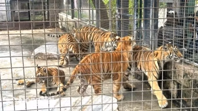 Hổ trong Khu du lịch Vườn Xoài