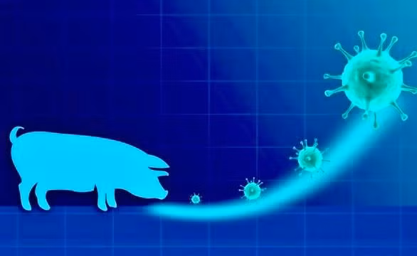 Bộ Y tế yêu cầu cơ quan chuyên môn đánh giá về virus cúm A/H1pdm (còn gọi là cúm lợn) và ứng phó khả năng phát sinh virus mới