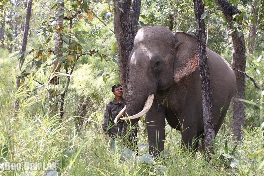 Ngắm voi trong Vườn Quốc gia Yok Đôn cũng là một trải nghiệm thú vị.