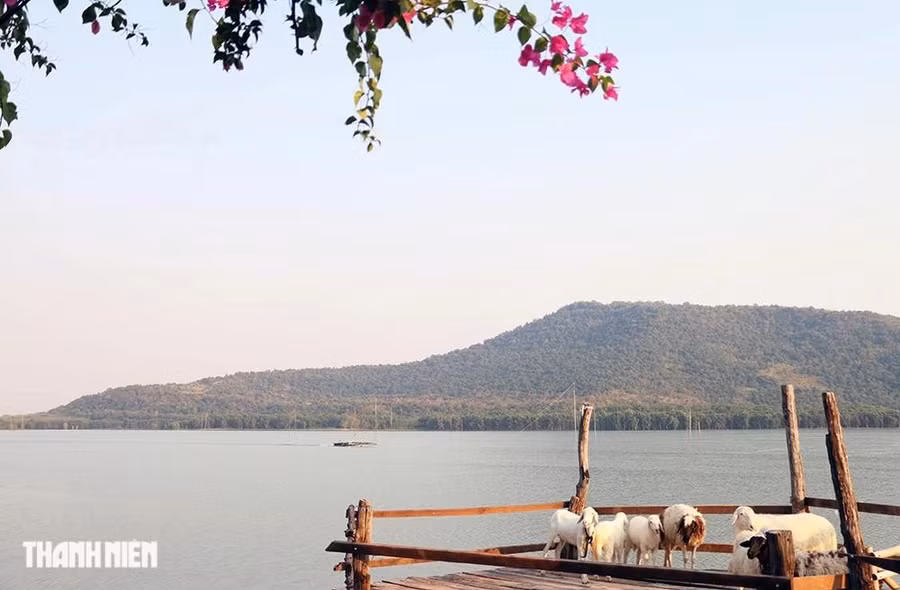 Đàn cừu bên hồ