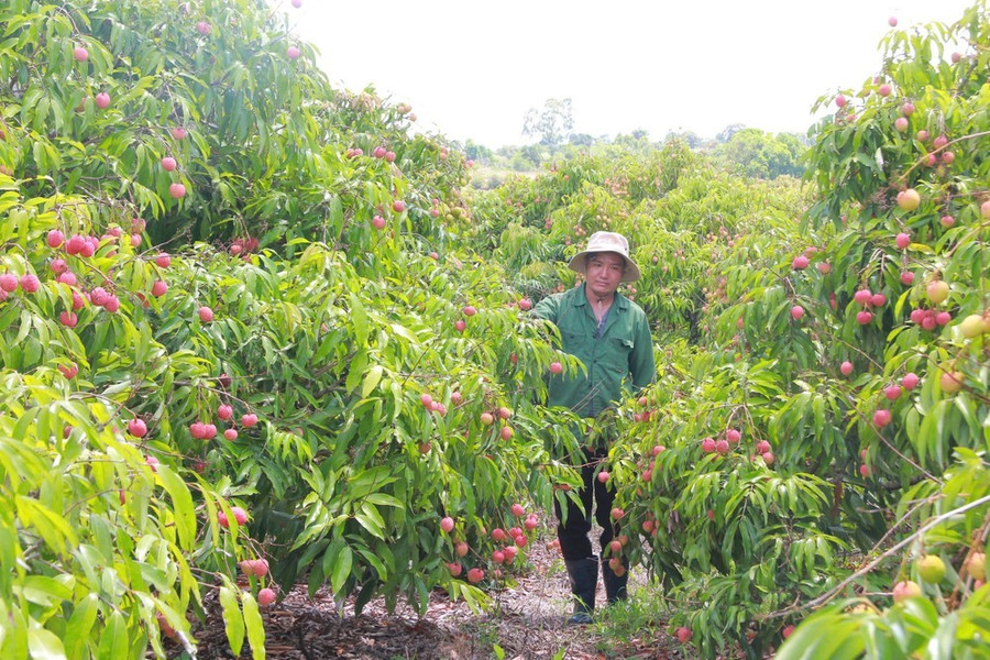 Nhờ vải thiều, đời sống người dân tại xã Ea Sah thay đổi rõ rệt. Ảnh: MAI CƯỜNG Nhờ vải thiều, đời sống người dân tại xã Ea Sah thay đổi rõ rệt. Ảnh: MAI CƯỜNG