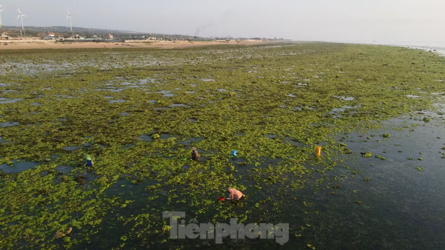 Vào mùa rêu, nơi đây không chỉ thu hút rất nhiều du khách check-in mà còn có cả những người dân địa phương tranh thủ thu hoạch rêu về làm thức ăn cho tôm. Họ có thể kiếm được cả triệu đồng mỗi ngày. Vì thế, đây cũng chính là mùa vui của người dân ven biển hàng năm.