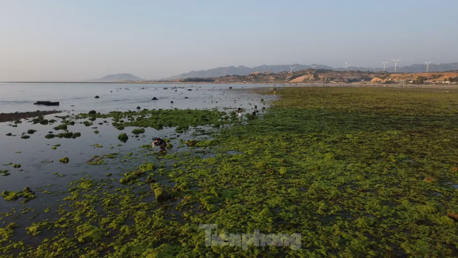 Vào những ngày cuối tháng 3, dưới ánh bình minh hay hoàng hôn, những bờ đá tại bờ biển Ninh Thuận lại trở nên đẹp mắt. Những thảm rêu xanh mướt khiến người dân, du khách đi ngang qua không khỏi thích thú.