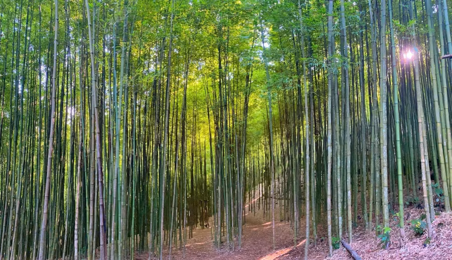 Rừng trúc Mồ Dề thuộc địa phận xã Mồ Dề, huyện Mù Cang Chải (Yên Bái) cách trung tâm thị trấn khoảng 3,5km. Rừng trúc không chỉ mang vẻ đẹp thiên nhiên hoang sơ mà còn gợi lên cảm giác như lạc vào một phân cảnh trong những bộ phim cổ trang.