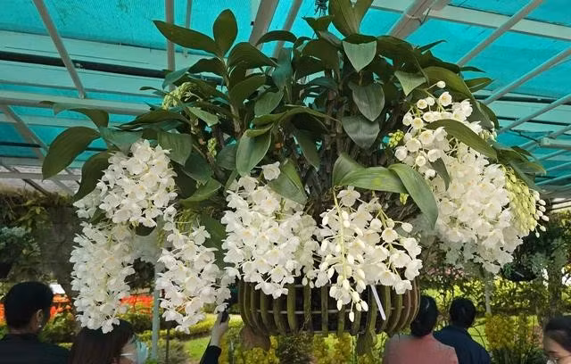 Tác phẩm Thủy tiên trắng tuyết đạt huy chương vàng hội thi hoa, cây cảnh