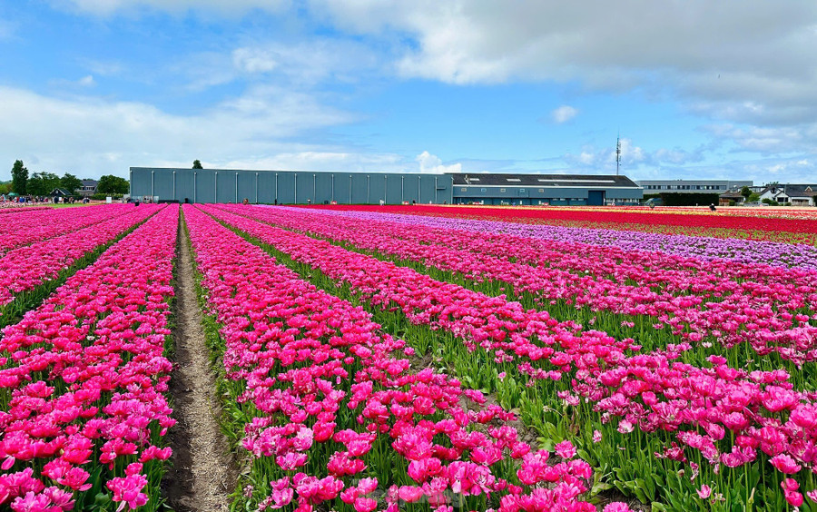 Nằm không quá xa Keukenhof, Tulip Experience Amsterdam mang đến một góc nhìn khác về loài hoa biểu tượng của Hà Lan. Nằm không quá xa Keukenhof, Tulip Experience Amsterdam mang đến một góc nhìn khác về loài hoa biểu tượng của Hà Lan.