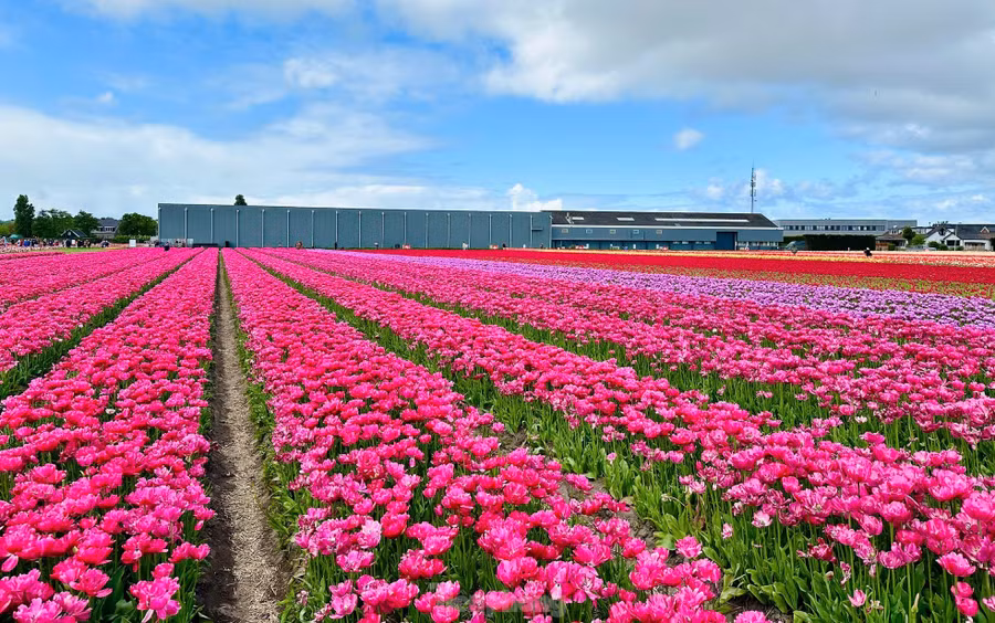 Nằm không quá xa Keukenhof, Tulip Experience Amsterdam mang đến một góc nhìn khác về loài hoa biểu tượng của Hà Lan.