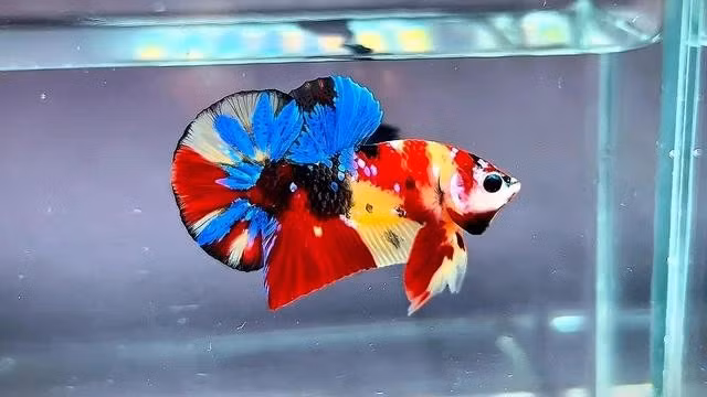 Cá betta nemo yellow base