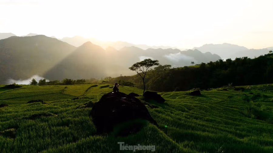 Ánh nắng ban mai nhẹ nhàng chiếu rọi trên những khóm lúa non, tạo nên bức tranh thiên nhiên đầy sức sống và yên bình nơi đây.