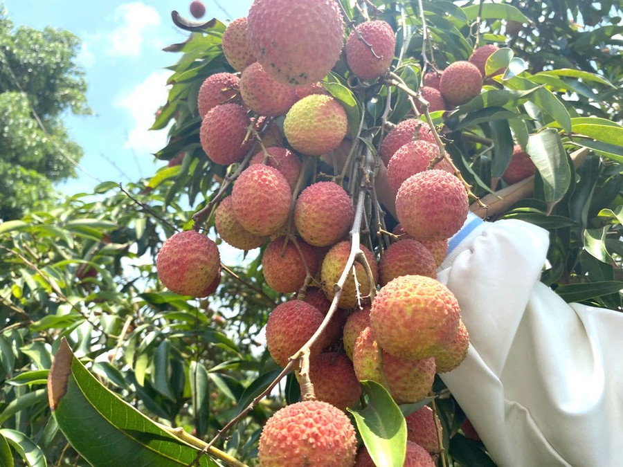Vải thiều u hồng phát triển tốt ở vùng đất Ea Sah. Ảnh: MAI CƯỜNG Vải thiều u hồng phát triển tốt ở vùng đất Ea Sah. Ảnh: MAI CƯỜNG