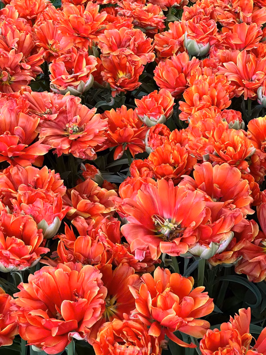 Để ngắm hoa, cách phổ biến nhất: Đi tàu từ Ga Trung tâm Amsterdam (Amsterdam Centraal) đến Sân bay Schiphol (khoảng 15-20 phút). Từ đây, bạn bắt Keukenhof Express Bus (tuyến 858) thẳng đến cổng vườn hoa (khoảng 30-35 phút). Bạn nên mua vé Combo Ticket bao gồm vé vào cổng Keukenhof và vé xe buýt khứ hồi từ Amsterdam (Schiphol, Leiden, hoặc thậm chí một số điểm trong trung tâm Amsterdam tùy theo mùa và nhà cung cấp).