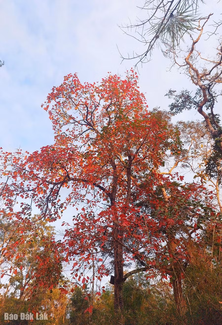 Lá cây đỏ rực dưới nắng chiều.