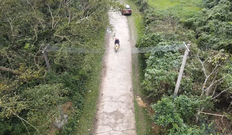 Những chiếc cầu treo bằng dây thép B40, rộng khoảng 50 cm, được bắc qua các tuyến đường để voọc qua lại.