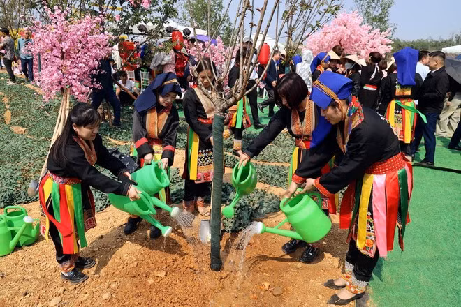 Người dân tham gia trồng cây hoa anh đào tại Lễ hội hoa anh đào Kỳ Thượng. (Ảnh: Đức Hiếu/TTXVN)