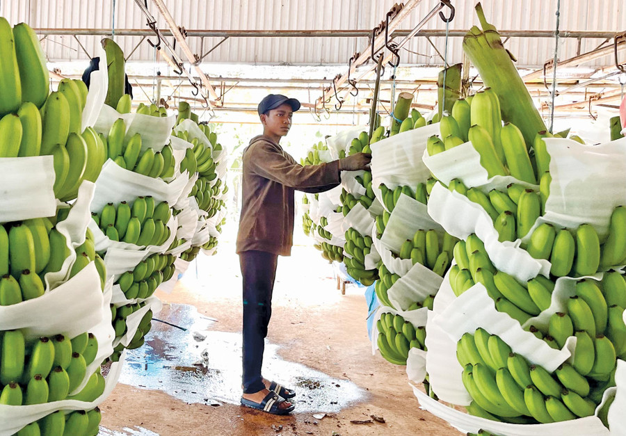 Chuối là một trong những mặt hàng trái cây chủ lực của tỉnh xuất khẩu sang nhiều thị trường trên thế giới. Ảnh: V.T 2-8480.jpg