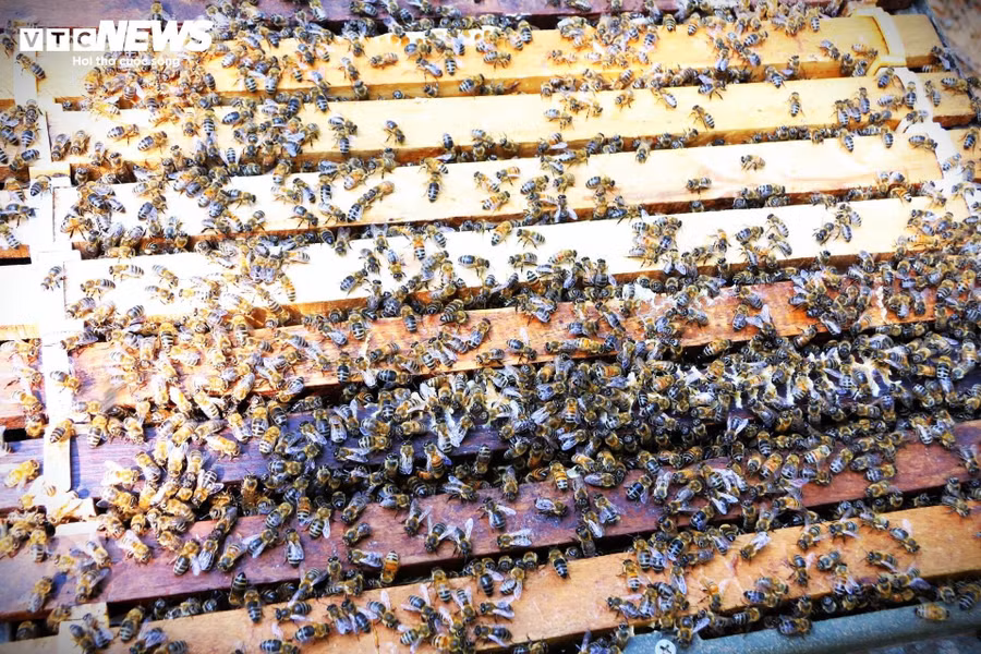 Ở Tây Nguyên có 2 loài ong được nuôi phổ biến là: ong nội (Apis cerana), một loài ong bản địa, có sức chống chịu tốt nhưng sản lượng mật thấp. Ong Ý (Apis mellifera) được nhập từ nước ngoài, loài này có kích thước lớn, cho sản lượng mật cao hơn nên được nhiều hộ nuôi lựa chọn.