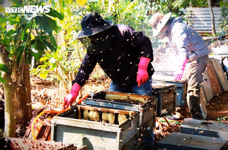 Sau những tháng ngày vất vả, thời điểm tháng 3 hằng năm, khi đàn ong đã hút đầy mật từ những bông hoa cà phê, cũng là lúc người nuôi ong bắt tay vào thu hoạch.