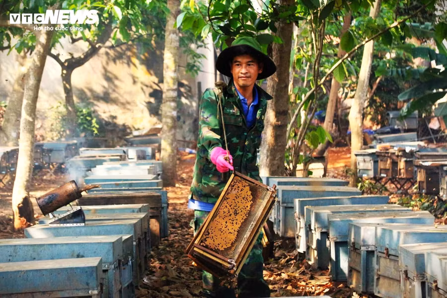 Thành quả của những ngày tháng ngày "đổ mồ hôi sôi nước mắt" là những mẻ mật ong vàng từ hoa cà phê được người nuôi ong gánh đến khu vực quay mật.