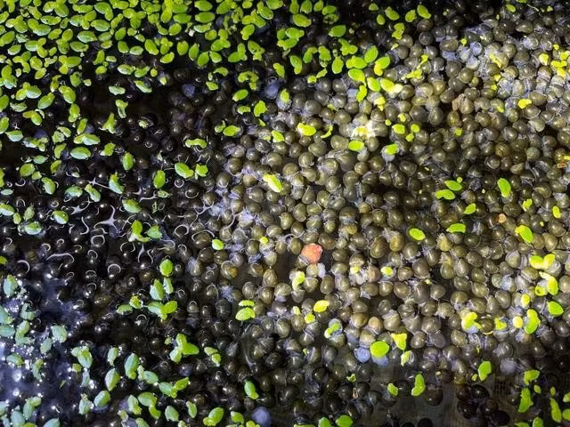 Ốc giống nuôi trong vèo