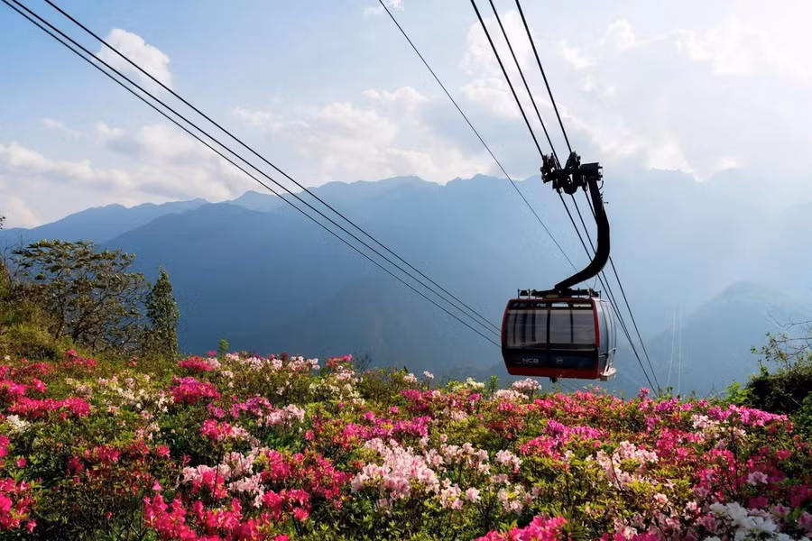 Từ độ cao 2.000m của cabin cáp treo, du khách sẽ có cơ hội chiêm ngưỡng những thảm hoa vàng và đỏ rực rỡ, tạo ra một bức tranh thiên nhiên đầy mê hoặc giữa không gian rộng lớn của dãy núi Hoàng Liên