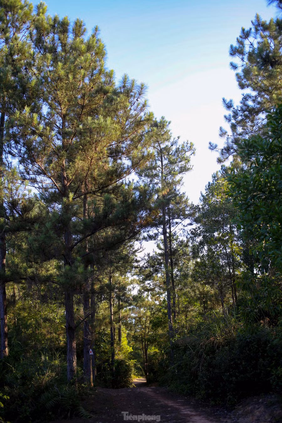 Rừng thông, một biểu tượng của núi Vũng Chua.