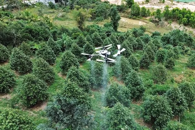 Drone phát huy công năng cao trong việc chăm sóc cây sầu riêng tại H.Khánh Sơn