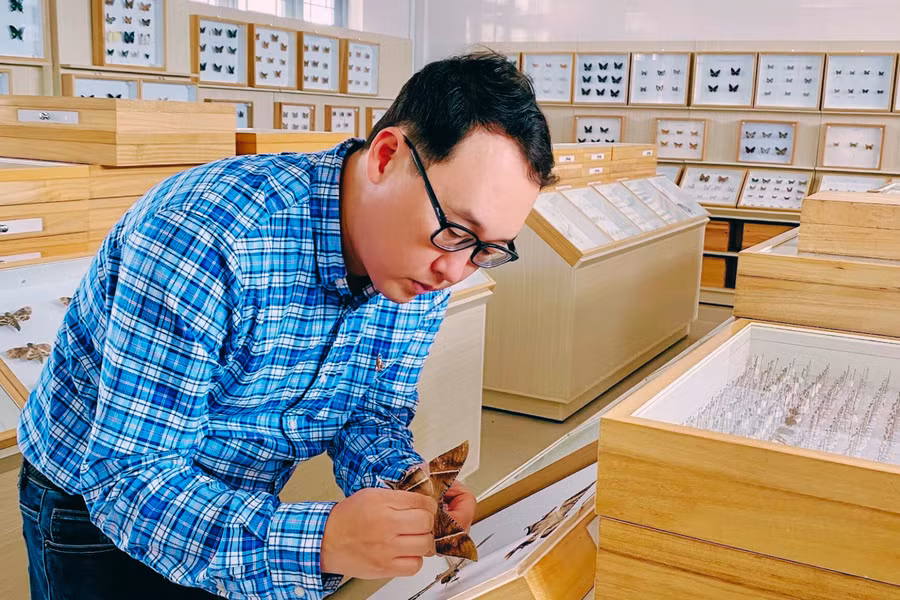 Tiến sĩ Lee Hyun-suk trong Bảo tàng Côn trùng, nơi trưng bày hơn 50.000 tiêu bản của 5.000 loài côn trùng