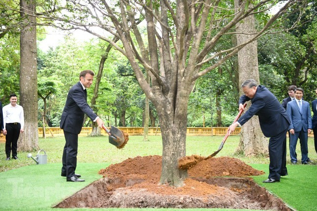 Tổng Bí thư Tô Lâm cùng Tổng thống Emmanuel Macron trồng cây mộc trong Khu Di tích Chủ tịch Hồ Chí Minh. Ảnh: Như Ý Tổng Bí thư Tô Lâm cùng Tổng thống Emmanuel Macron trồng cây mộc trong Khu Di tích Chủ tịch Hồ Chí Minh. Ảnh: Như Ý
